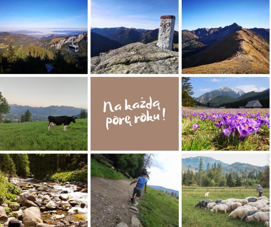 Zakopane - Apartament Chomikowka מראה חיצוני תמונה